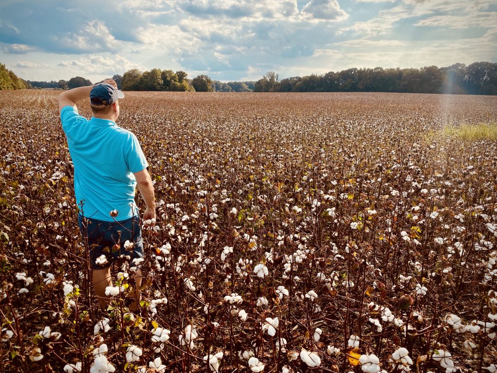 Cotton farmer watching his field of cotton