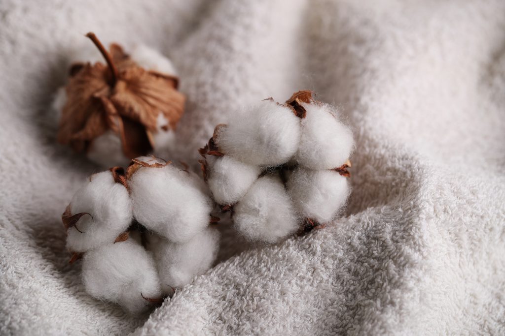 Cotton flower on a white bath towel