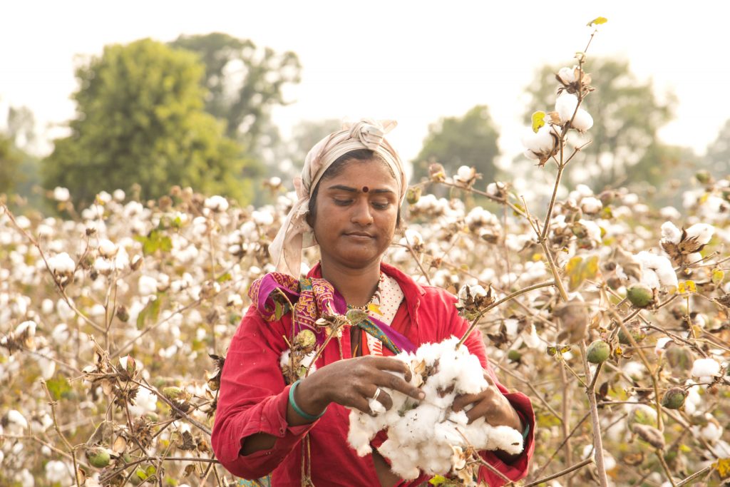 Indian woman harvesting cotton
