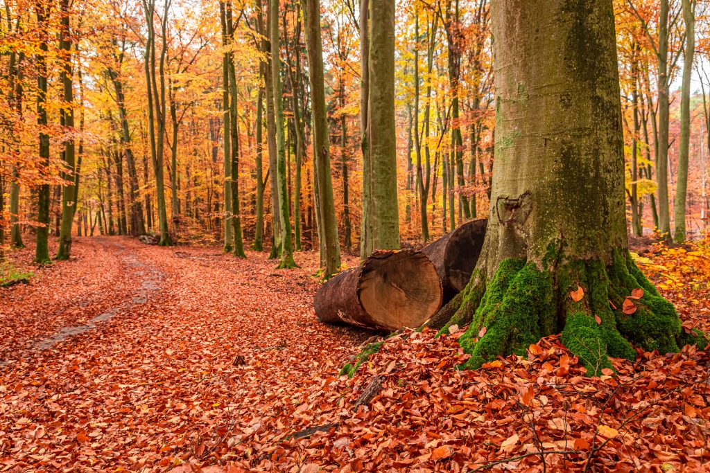 Brown trees in Autumn forest