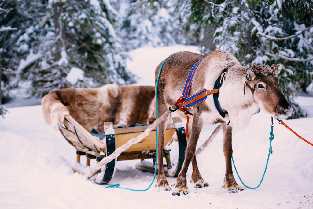 A reindeer pulling a sleigh in a snowy forest